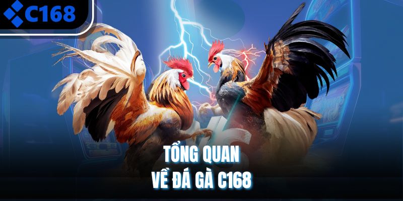 Tổng quan về đá gà C168